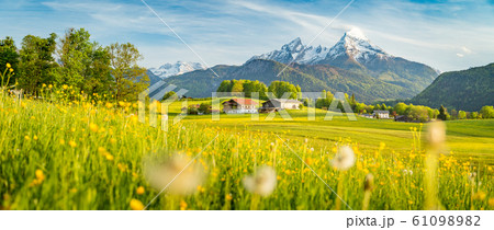 Idyllic landscape in the Alps with blooming meadows in springtime 61098982