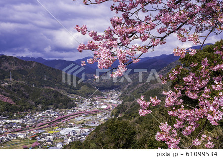 （静岡県）河津城址公園から望む河津桜並木 61099534
