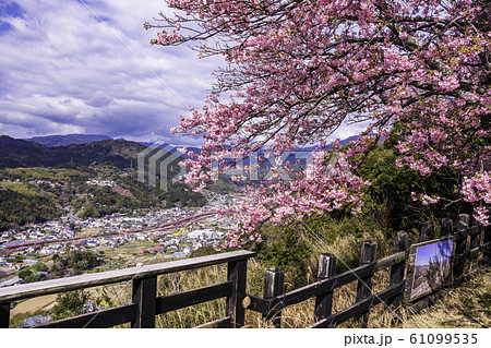 （静岡県）河津城址公園から望む河津桜並木 61099535