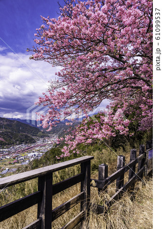 (静岡県)河津城址公園から望む河津桜並木 (静岡県)河津城址公園から望む河津桜並木 61099537