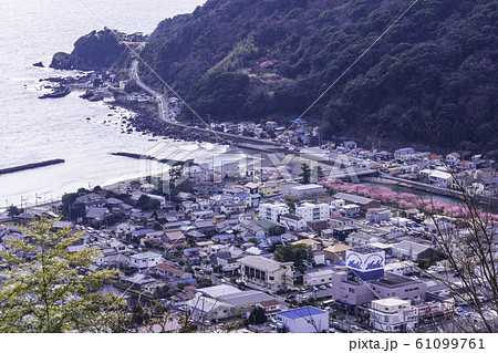 （静岡県）河津城址公園から望む河津桜並木　海側 61099761