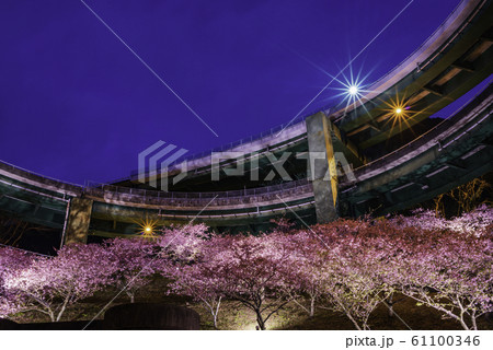 （静岡県）河津桜咲く、河津七滝ループ橋・ライトアップ 61100346