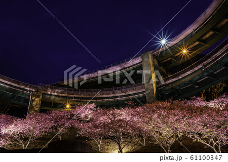 (静岡県)河津桜咲く、河津七滝ループ橋・ライトアップ (静岡県)河津桜咲く、河津七滝ループ橋・ライトアップ 61100347