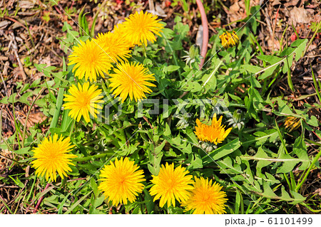 タンポポ 61101499