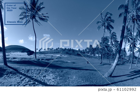 Tropical blue classic background. Palm tree on Easter Island. Color of the year. Coy2020 Tropical blue classic background. Palm tree on Easter Island. Color of the year. Coy2020 61102992