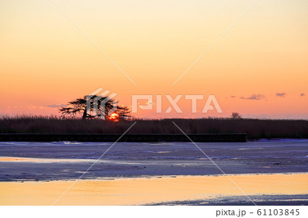 早朝の本別海一本松　”別海町” 61103845