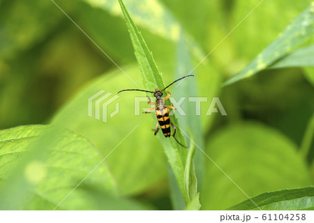 ヨツスジハナカミキリ 61104258