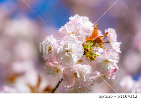 八重桜 アップ 千曲川桜堤 【長野県】 八重桜 アップ 千曲川桜堤 【長野県】 61104312