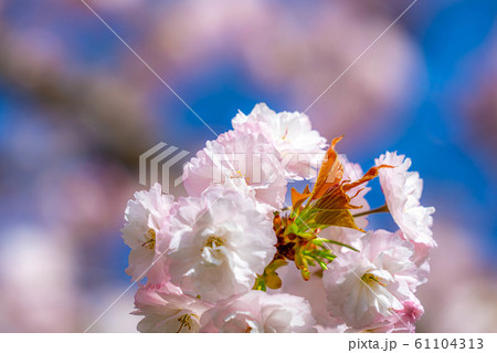 八重桜 アップ 千曲川桜堤 【長野県】 八重桜 アップ 千曲川桜堤 【長野県】 61104313