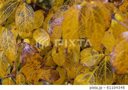 蝋梅の花と葉 61104346