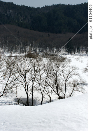 鳥取 四季の散歩 春 恩原高原 鳥取 四季の散歩 春 恩原高原 61104406