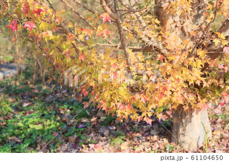 トウカエデ色づく トウカエデ色づく 61104650
