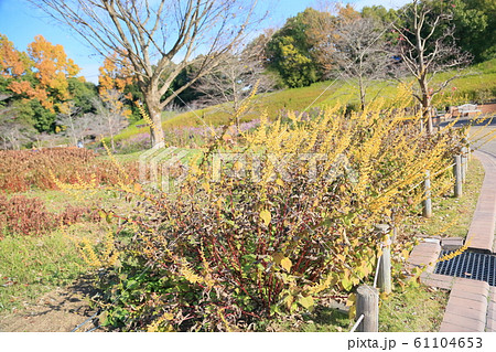 サルビアの花　マドレンシス 61104653