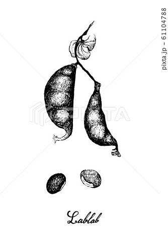Hand Drawn of Fresh Dolichos Lablab Pods Hand Drawn of Fresh Dolichos Lablab Pods 61104788