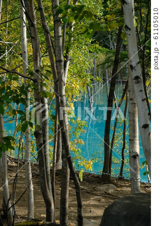 美瑛の青い池 美瑛の青い池 61105010