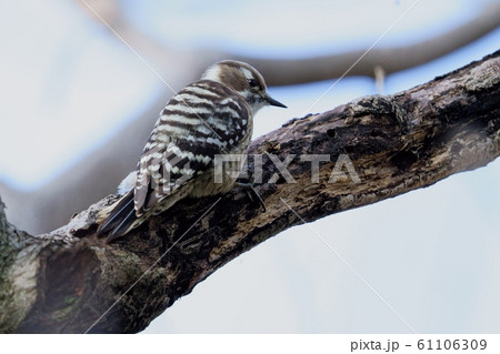 真冬の早朝公園でコゲラを撮影しました 61106309