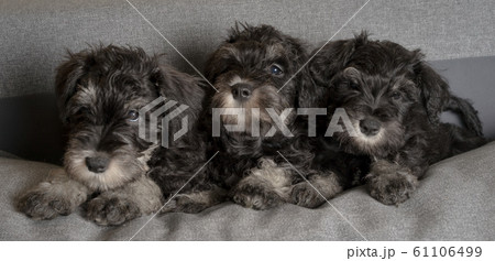 Three schnauzer puppies laying on the sofa, close Three schnauzer puppies laying on the sofa, close 61106499