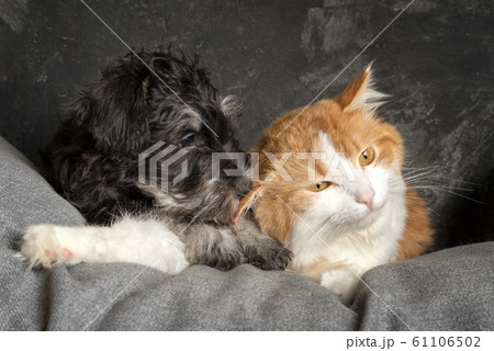 Schnauzer puppies and ginger cat laying on the Schnauzer puppies and ginger cat laying on the 61106502