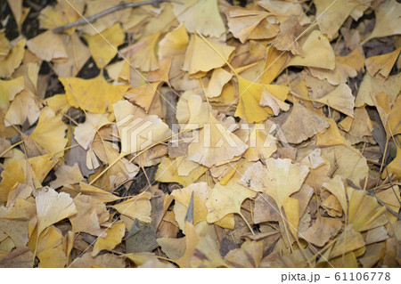 イチョウの葉 61106778