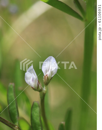 スズメノエンドウの花 61106931
