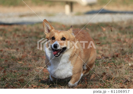 手前に全力で走ってくるコーギーの写真素材