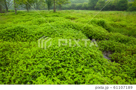 八幡湿原・原生林の自然風景・アカバナの群落が広がっています。 61107189