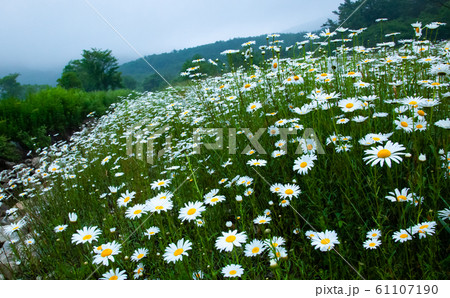 自然保護がされている八幡湿原の早朝の風景です。フランスギクと山並み空が静かさを感じさせます。 61107190