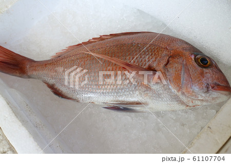 新鮮な魚 水揚げ直後 直売 近海魚 出水市 鹿児島県 新鮮な魚 水揚げ直後 直売 近海魚 出水市 鹿児島県 61107704