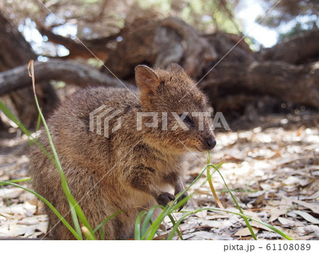 クォッカ クォッカ 61108089