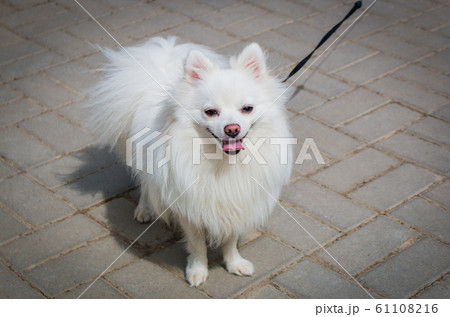 white beautiful fluffy pomeranian dog on a leash white beautiful fluffy pomeranian dog on a leash 61108216