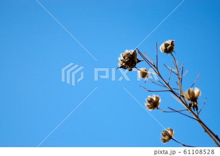 冬の空に枯れ芙蓉 冬の空に枯れ芙蓉 61108528