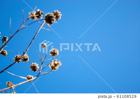青空と枯れ芙蓉 61108529