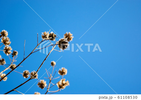 快晴・枯れ芙蓉・コピースペース 快晴・枯れ芙蓉・コピースペース 61108530