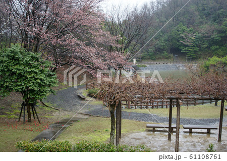 鳥取　四季の散歩　春　桜の園 61108761