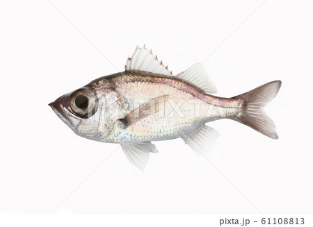 オオメハタ（シロムツ） 61108813