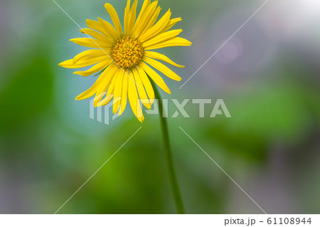 Yellow Doronicum flower, Yellow Chamomile Yellow Doronicum flower, Yellow Chamomile 61108944