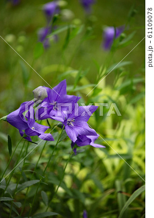 キキョウ 61109078