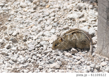 キリマンジャロのネズミ 61109322
