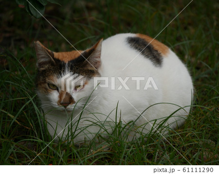 猫村の野良猫 61111290