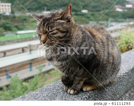 猫村の野良猫 猫村の野良猫 61111293