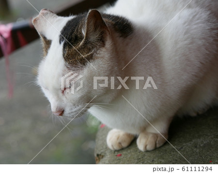 猫村の野良猫 猫村の野良猫 61111294