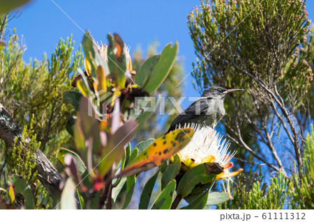 タンザニアの野鳥と花 タンザニアの野鳥と花 61111312