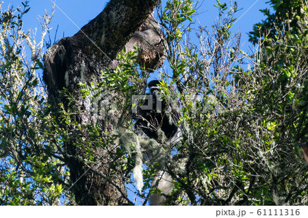 タンザニアの猿 タンザニアの猿 61111316
