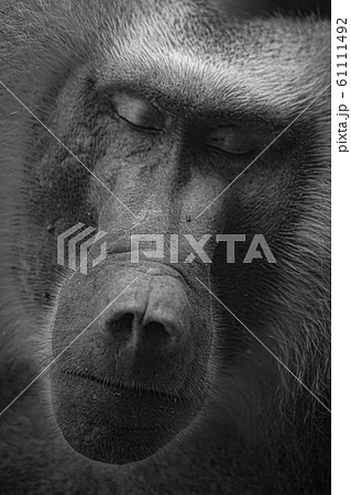 シンガポール動物園のマントヒヒのイメージ 61111492