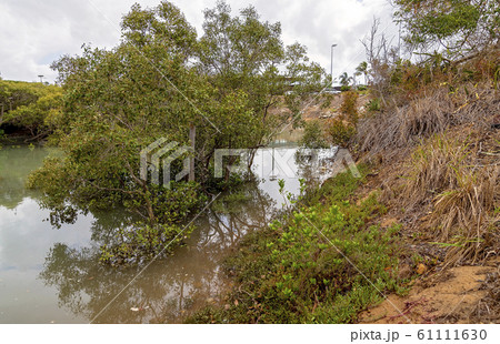 Australian Mangrove Swamp Ecosystem 61111630