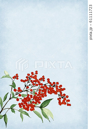 寒中お見舞い ハガキ 南天 水彩画 文字なし 寒中お見舞い ハガキ 南天 水彩画 文字なし 61111723