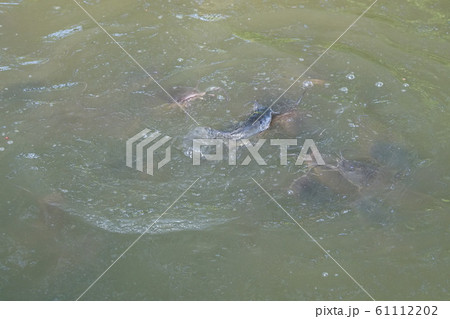Group of fish swimming in a pool open mouth for oxygen air breathe, nature pond	 61112202