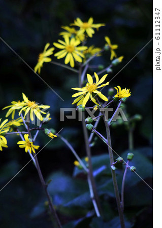 ツワブキの花咲く ツワブキの花咲く 61112347