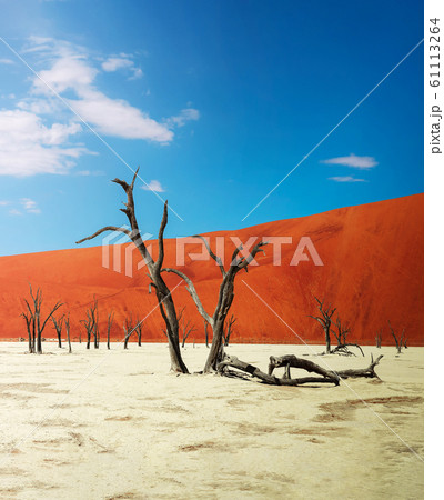 Dead camel thorn trees and the red dunes of Deadvlei in Namibia 61113264