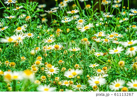 白と黄色の花 デイジー マーガレット カモミール の写真素材